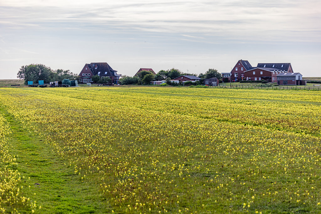 20190602-5D4-0240-RH.jpg