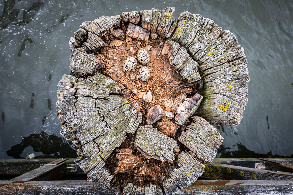 20190606-5D4-1045-RH.jpg